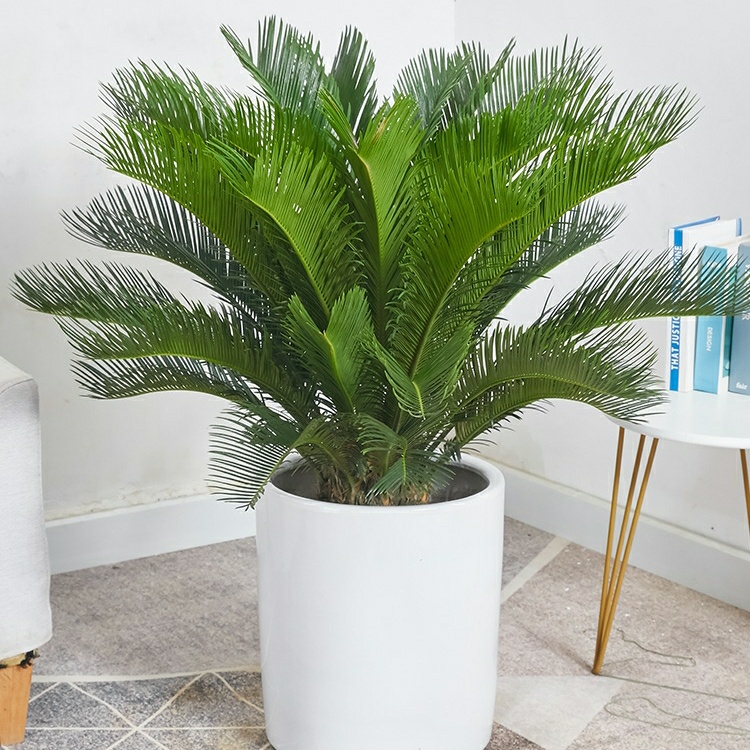 铁树盆栽招财镇宅辟邪公母铁树苏