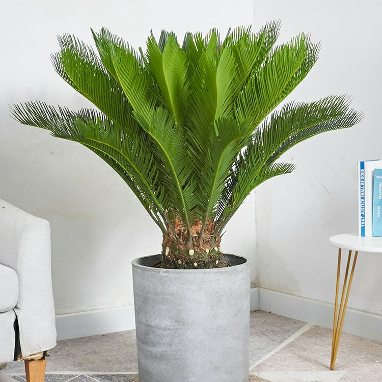 铁树盆栽招财镇宅辟邪公母铁树苏