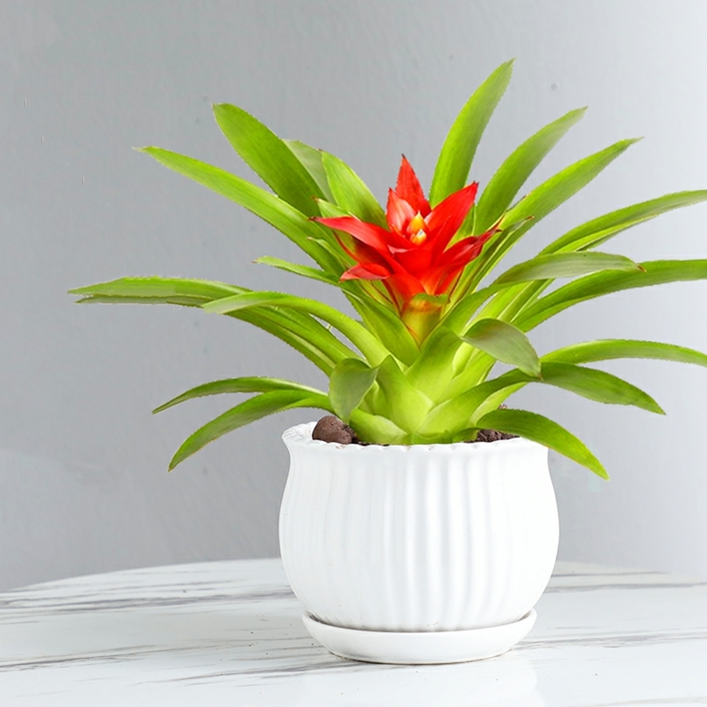 鸿运当头盆栽室内红运凤梨1盆花