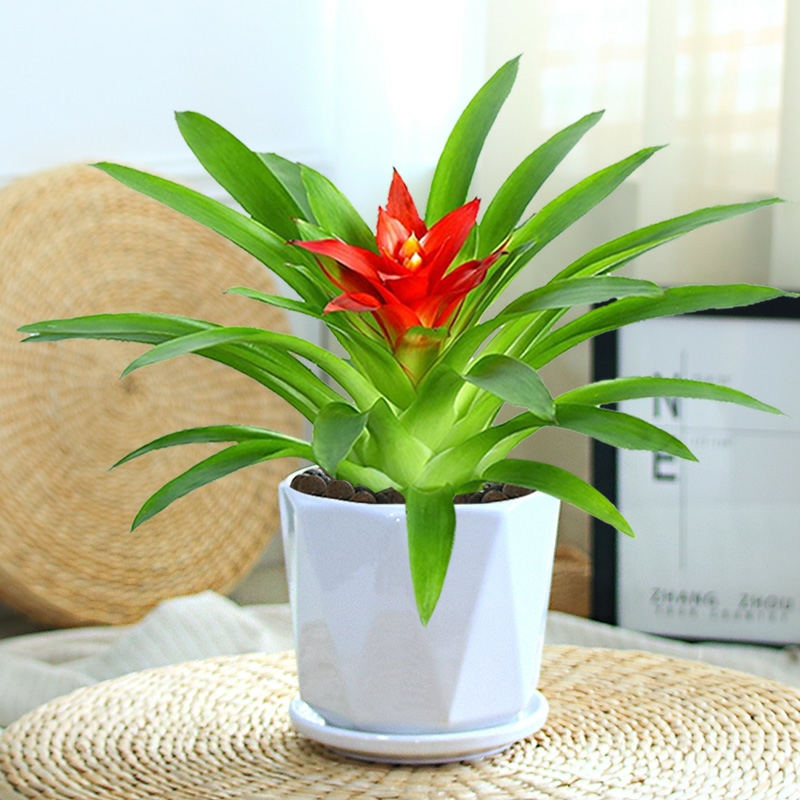 鸿运当头盆栽室内红运凤梨1盆花