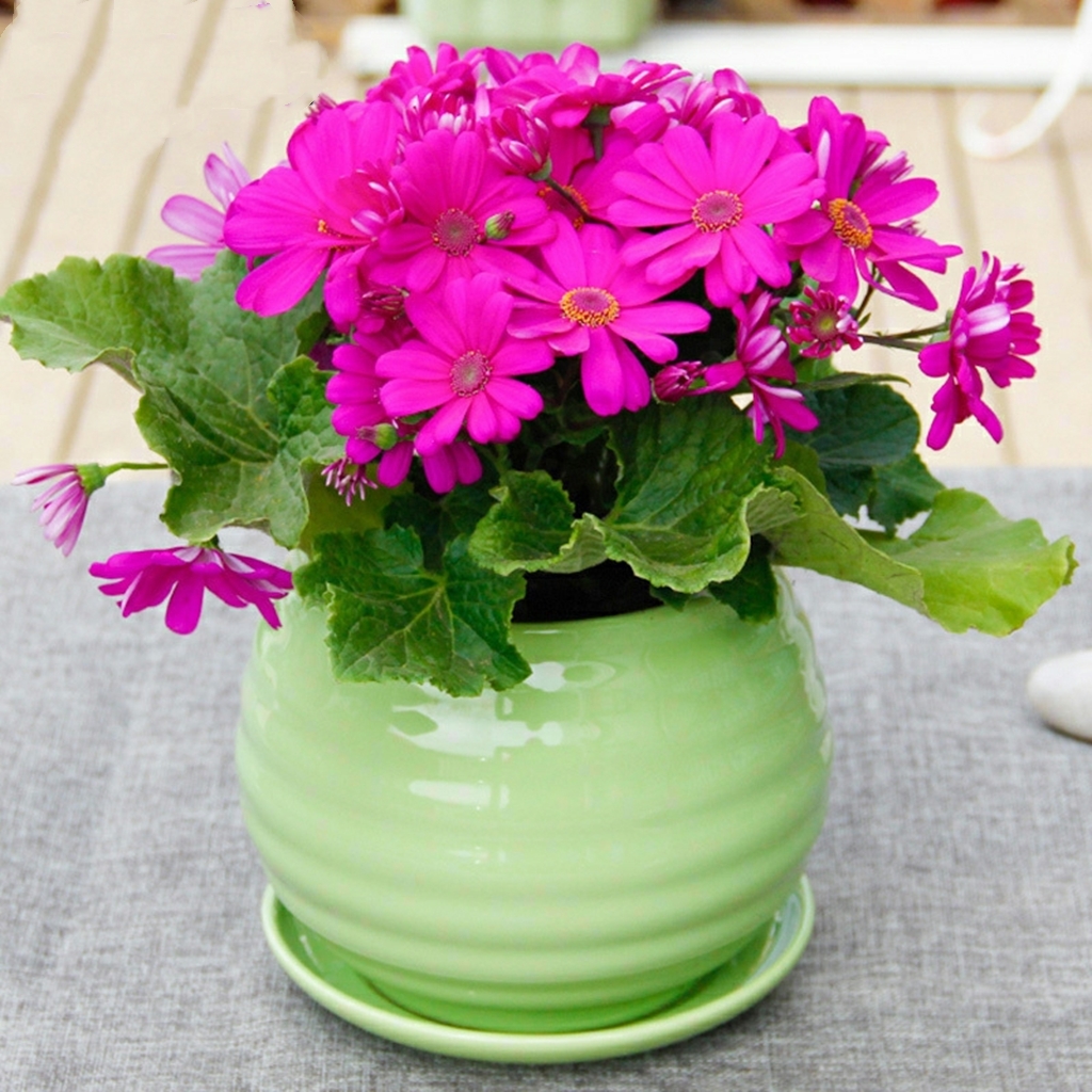 瓜叶菊小雏菊植物盆栽小翠菊盆栽