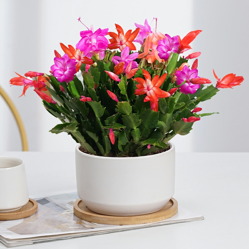 蟹爪兰植物盆栽仙指兰花期长多肉