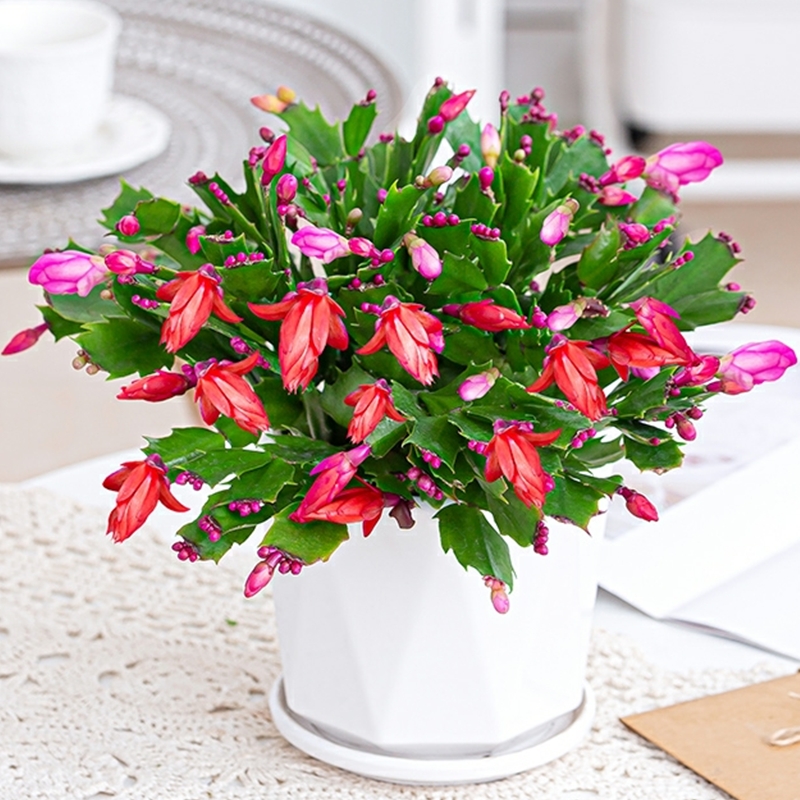 蟹爪兰植物盆栽仙指兰花期长多肉