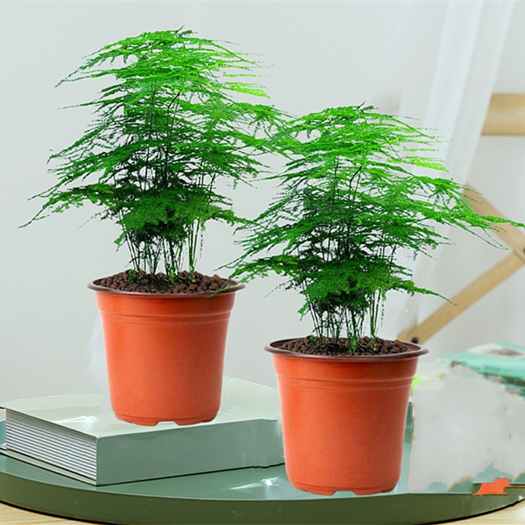 文竹 桌面盆栽花卉 3041