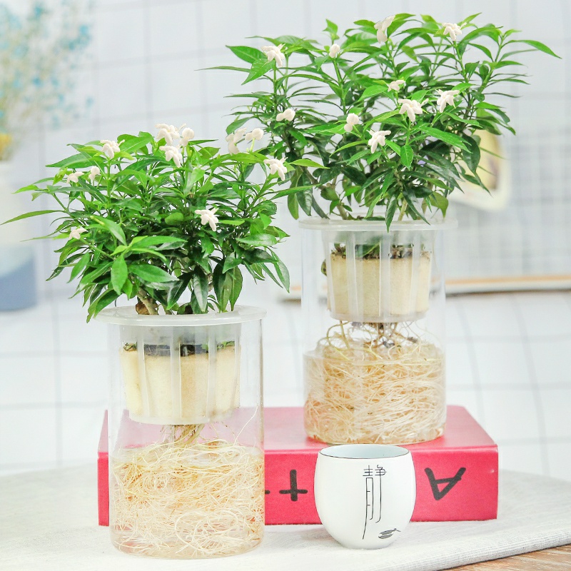 风车茉莉茉莉花盆栽1盆水培植物