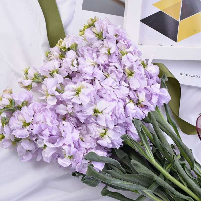 紫罗兰鲜花1扎家庭生活鲜花室内办公室花瓶插花颜色随机粉色紫色白色