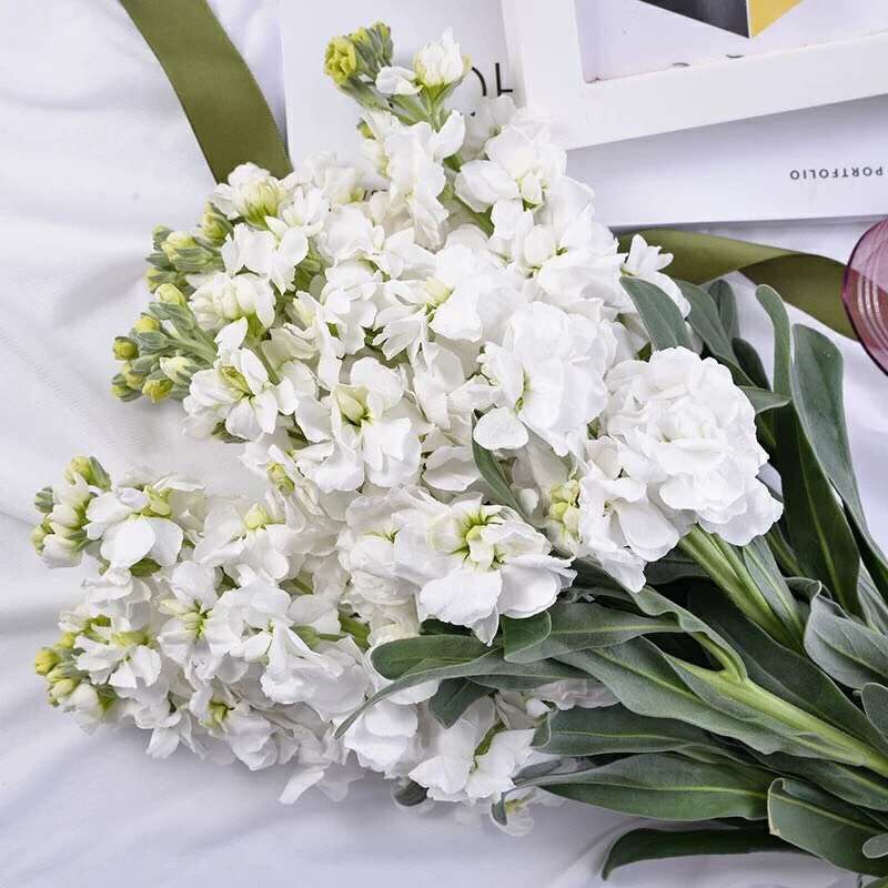 紫罗兰鲜花1扎家庭生活鲜花室内办公室花瓶插花颜色随机粉色紫色白色