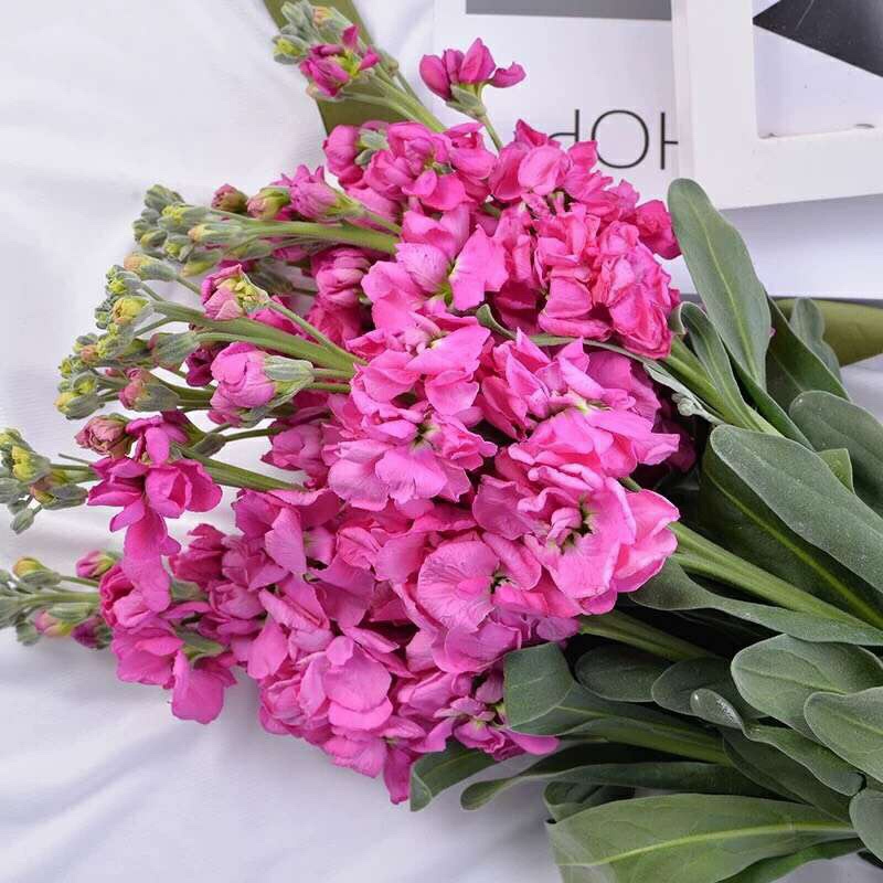 紫罗兰鲜花1扎家庭生活鲜花室内办公室花瓶插花颜色随机粉色紫色白色