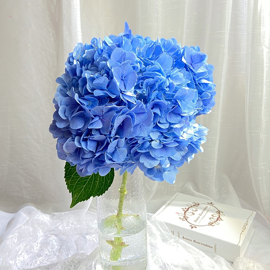 蓝色绣球花鲜切花1枝家庭生活插