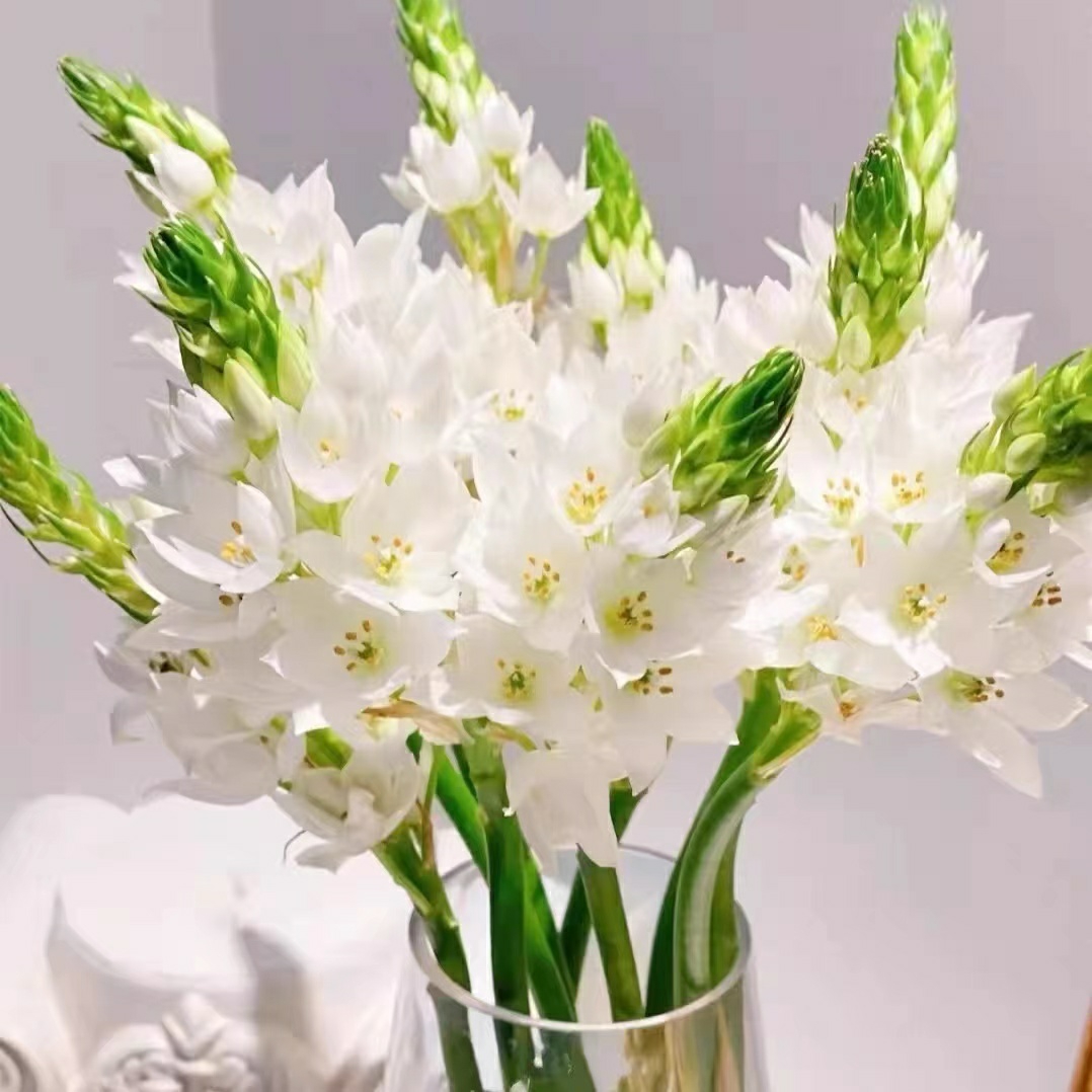 圣心百合 【5支/扎】