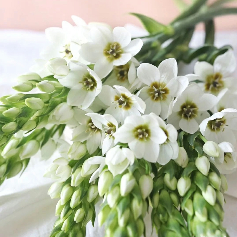 圣心百合 【5支/扎】