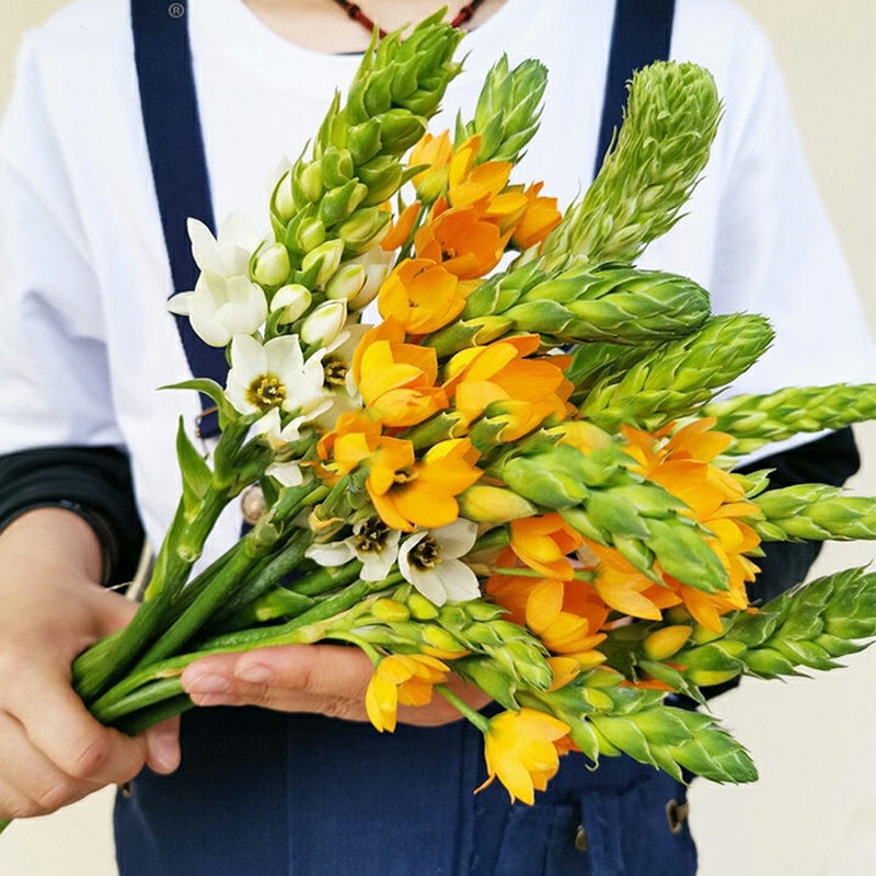 圣心百合 【5支/扎】