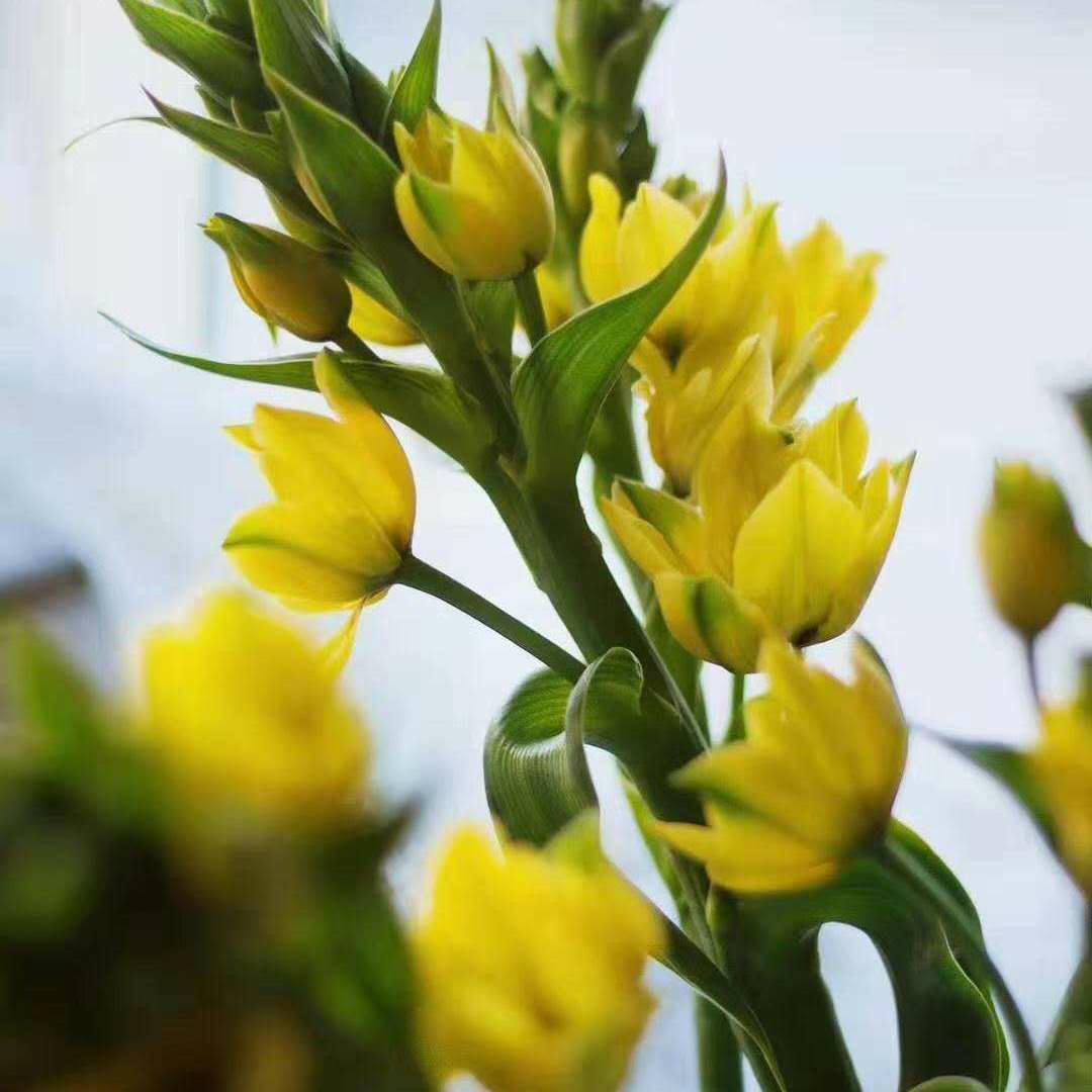 圣心百合 【5支/扎】