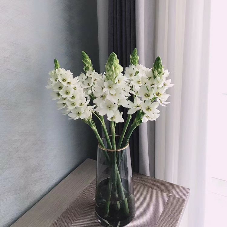 圣心百合 【5支/扎】