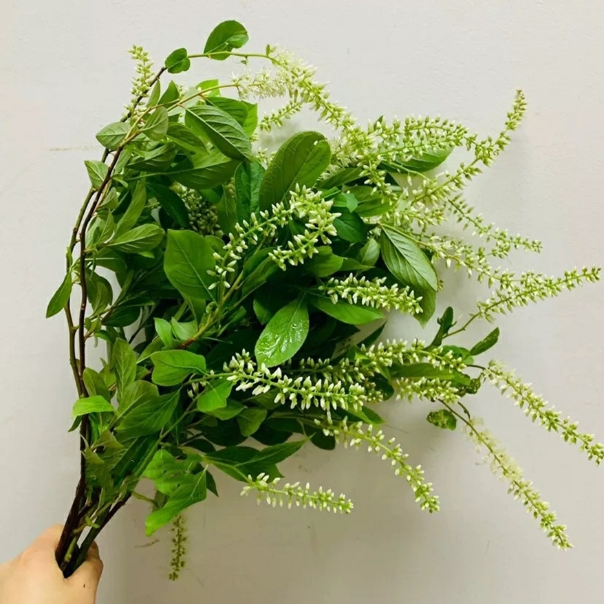 荷兰鼠兹 鲜切花 1扎