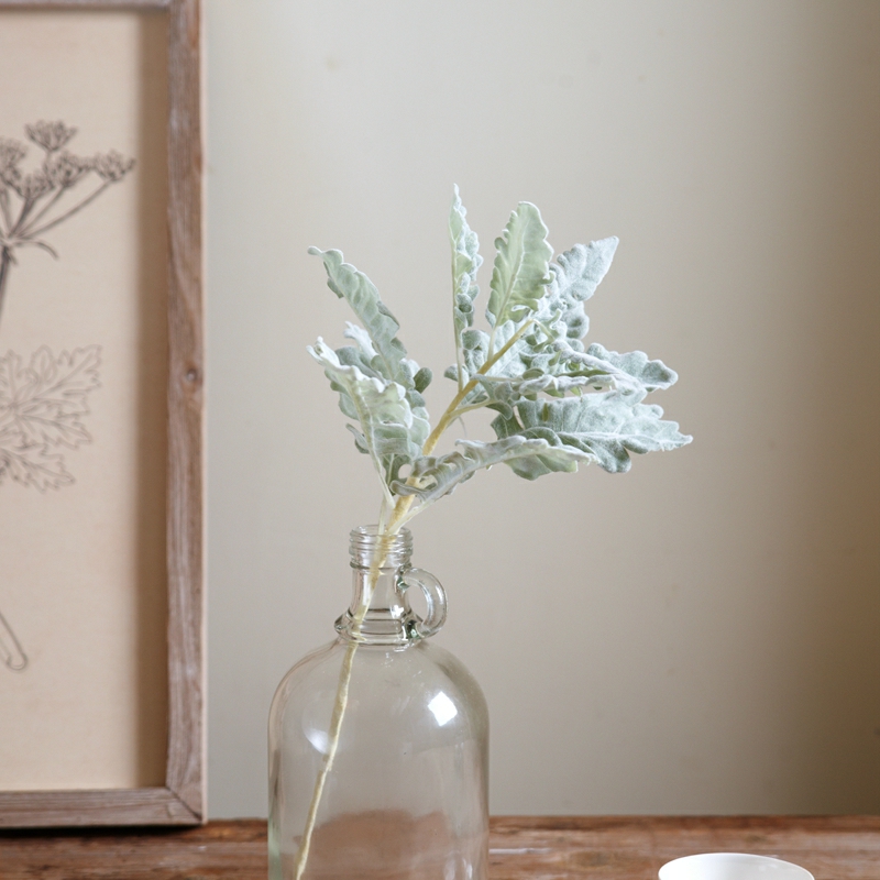 银叶菊 鲜切花 1扎