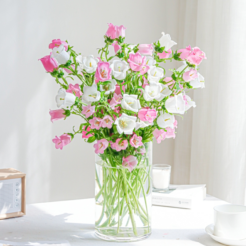 粉色风铃花 鲜切花 1扎