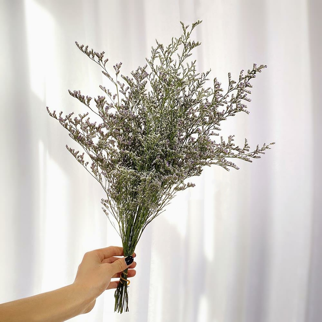 情人草 鲜切花 1扎