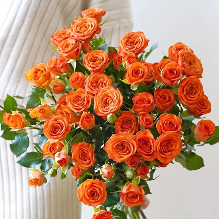 狂欢泡泡 多头小玫瑰花【1扎≥