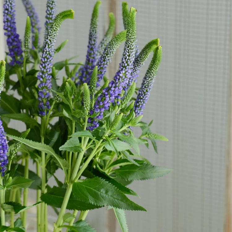 鼠尾草鲜切花家庭插花8-10枝