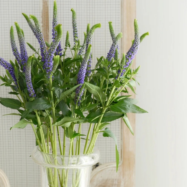 鼠尾草鲜切花家庭插花8-10枝