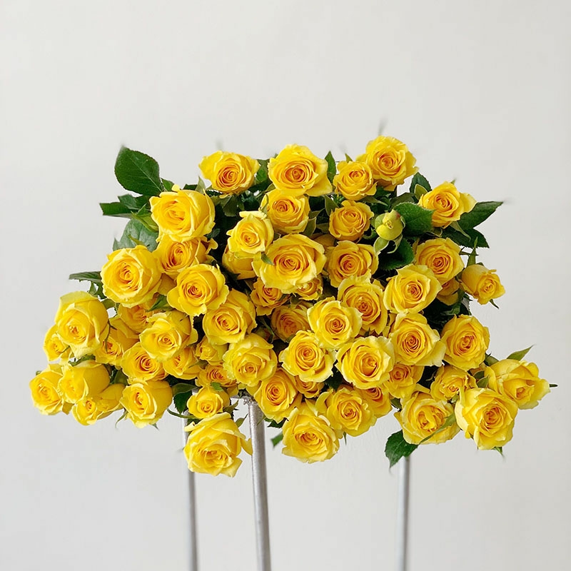 梦幻芭比 黄色多头小玫瑰花【1