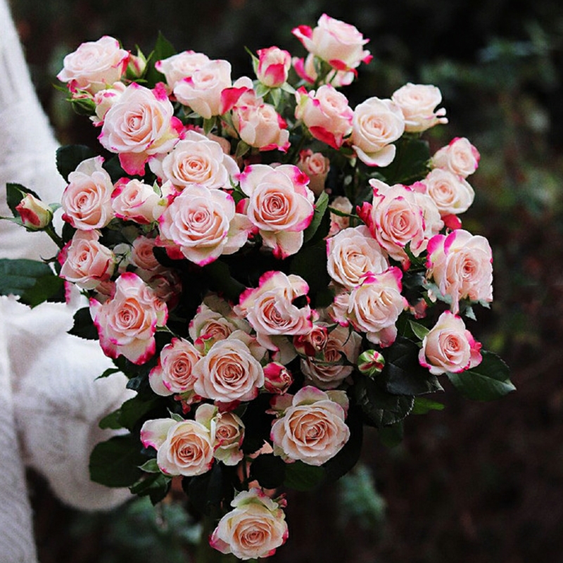 多头折射 多头小玫瑰花【1扎≥