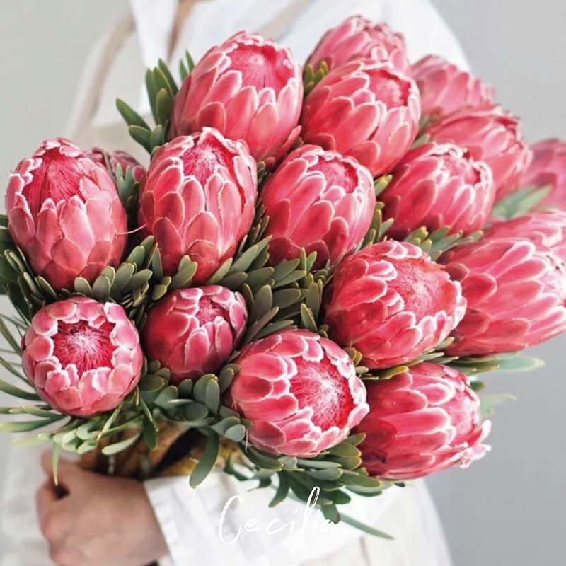 公主 南非进口花材 鲜切花 1