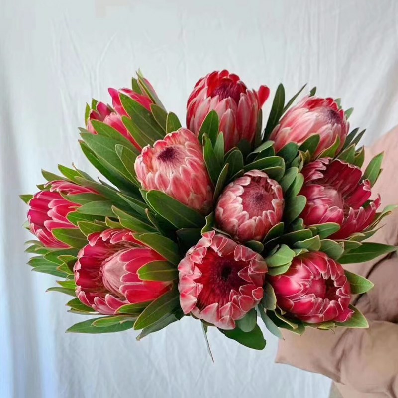 公主 南非进口花材 鲜切花 1