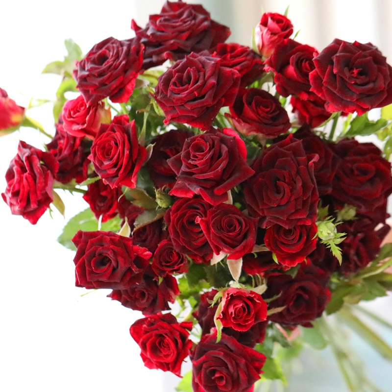 霓虹泡泡 红色多头小玫瑰花【1