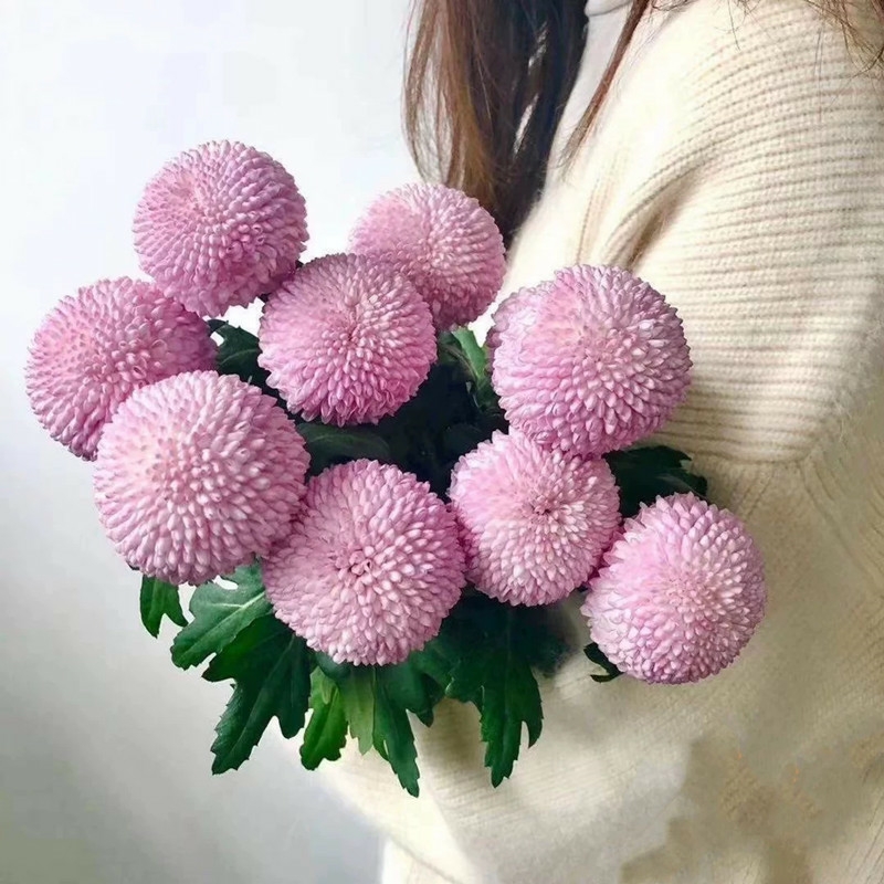 乒乓球 粉色乒乓菊10枝/扎 