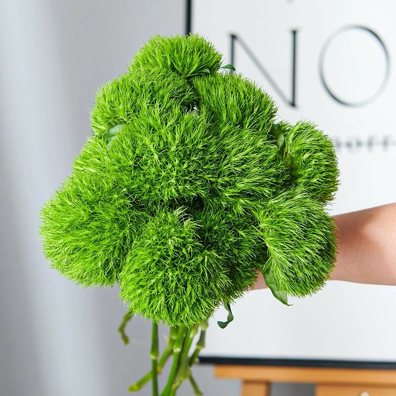 绿毛球鲜切花1扎8-10枝家居鲜花绿色鲜花好养活好看花卉家庭生活鲜花