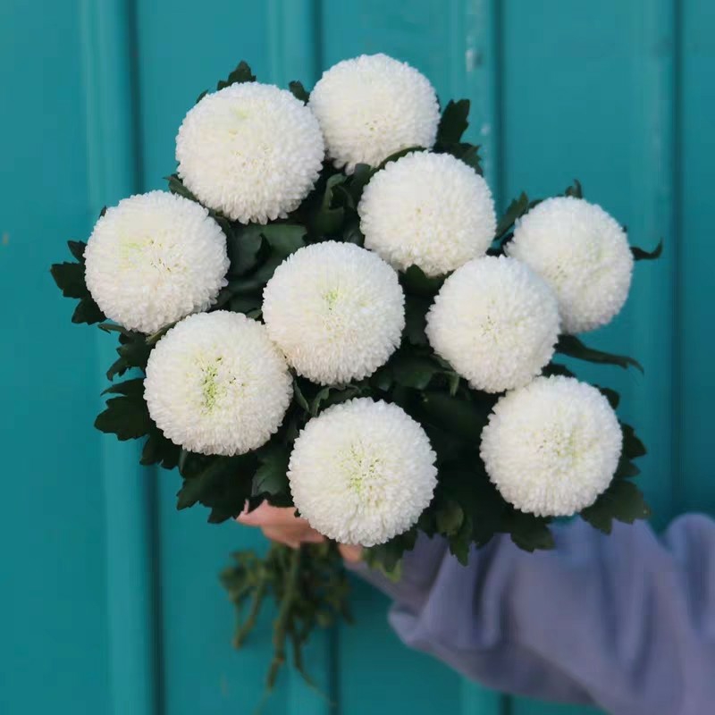 乒乓球 白色乒乓菊10枝/扎 