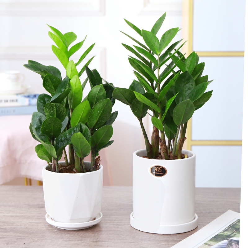 小金钱树金钱树1盆招财植物桌面盆栽发财树好养花卉盆栽送礼幸福树绿色植物