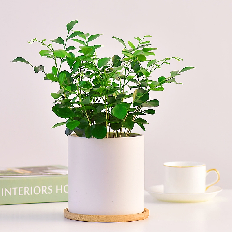 九里香芳香花卉网红花草净化空气吸除甲醛迷你植物盆栽好养好活花花草草