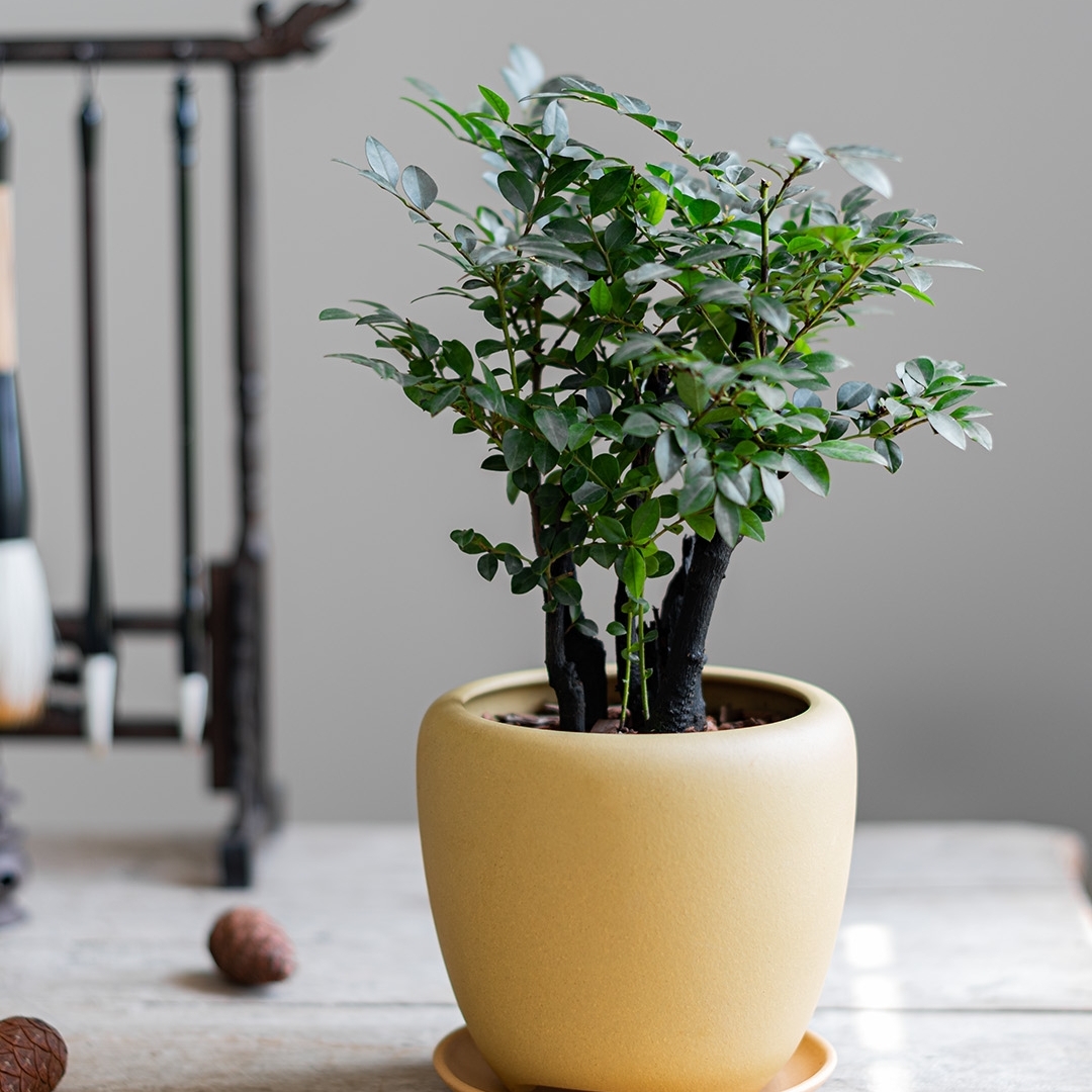 小叶紫檀盆景粗枝紫檀盆景粗跟小叶紫檀盆栽耐阴好养花卉黑骨茶四季常绿植物