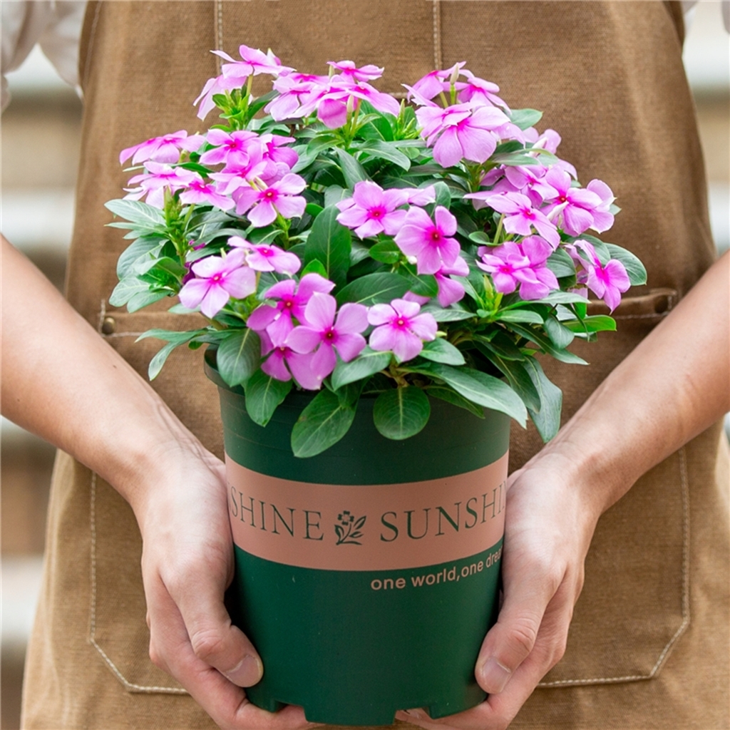 紫荆花 长春花 五瓣梅