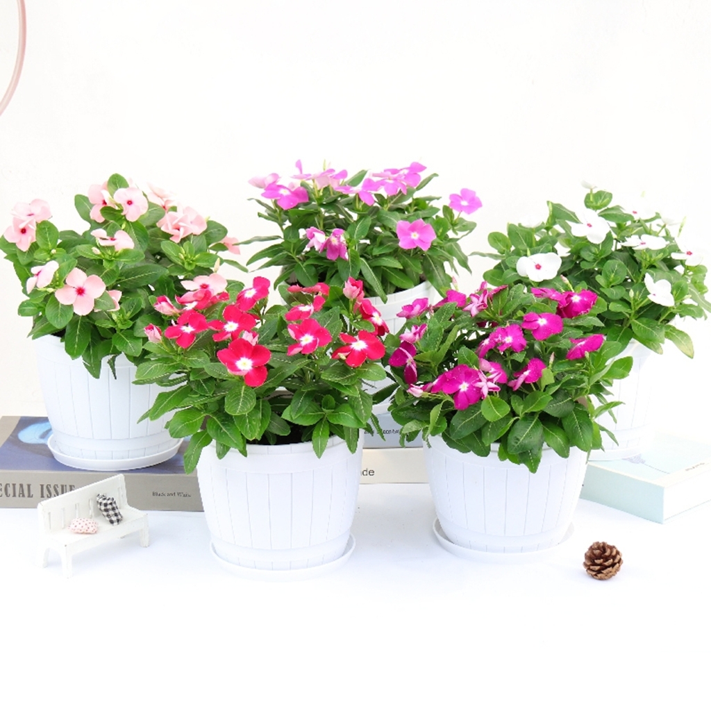 紫荆花 长春花 五瓣梅