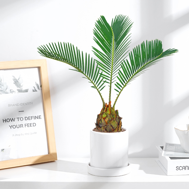 小铁树盆栽室内办公室桌面小绿植苏四季常青耐寒铁北欧观叶植物阳台辟好养花卉花店送花上门