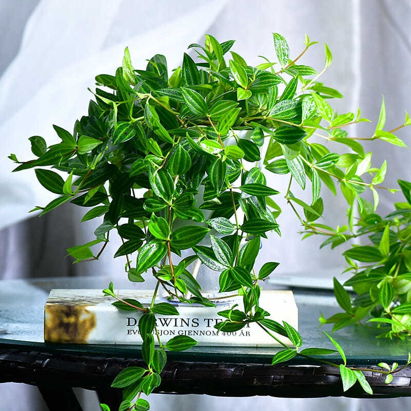 钻石翡翠 白脉椒草