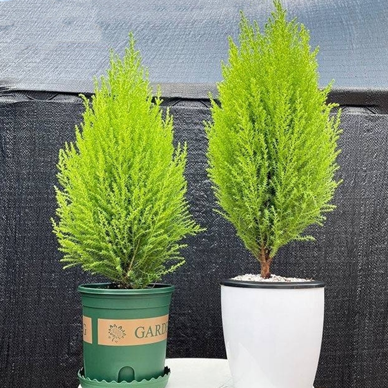 香松盆栽室内耐寒四季常青办公室桌面植物盆景诺贝松圣诞树花店送花上门