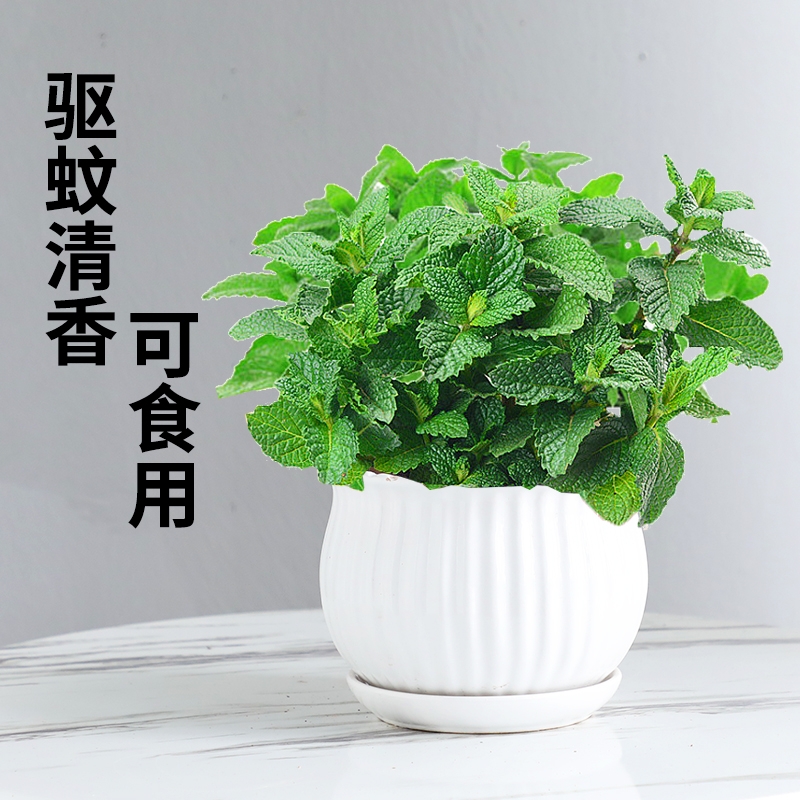 薄荷盆栽薄荷叶子可食用柠檬薄荷