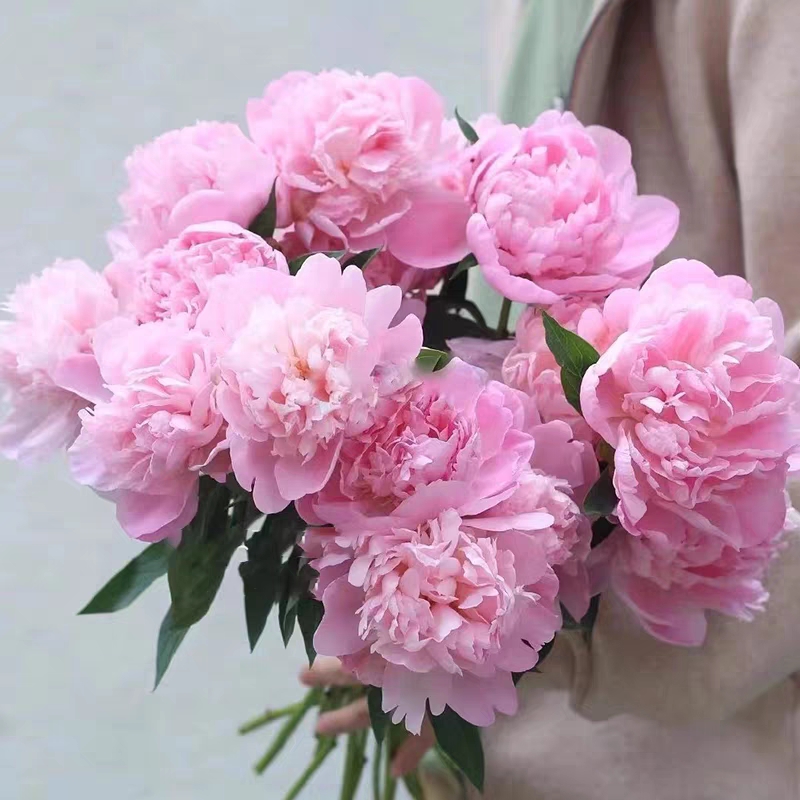 芍药 8-10枝/扎 鲜切花