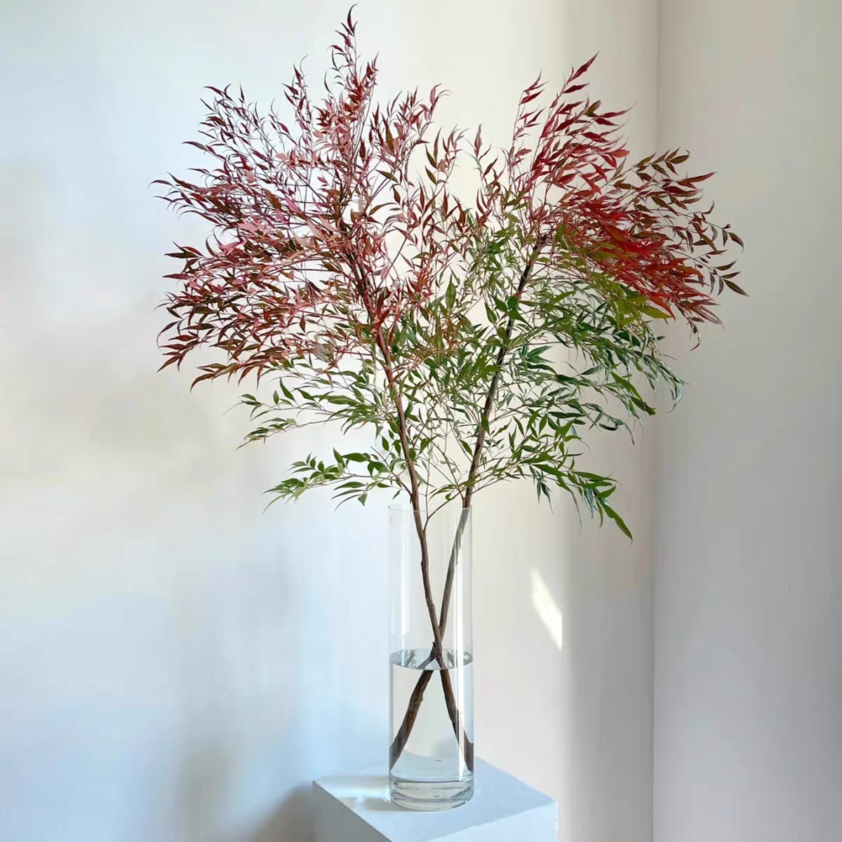 南天竹Nandina鲜切花1扎兰天竹蓝天竹楠天竹水养花卉鲜切枝吊钟马醉木平替