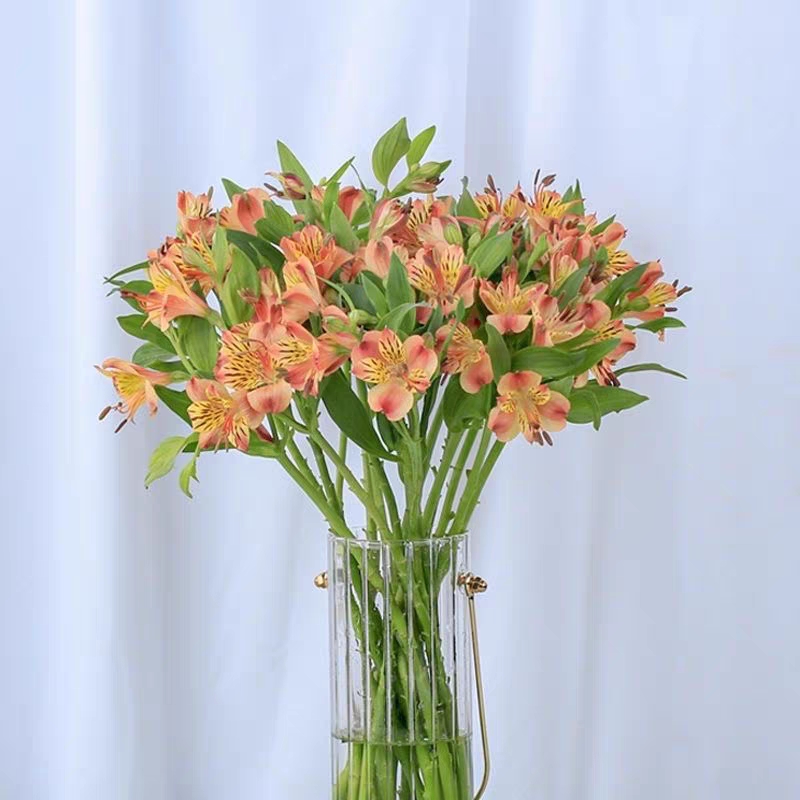 水仙百合六初花 Alstroemeria 鲜切花1扎颜色随机发货