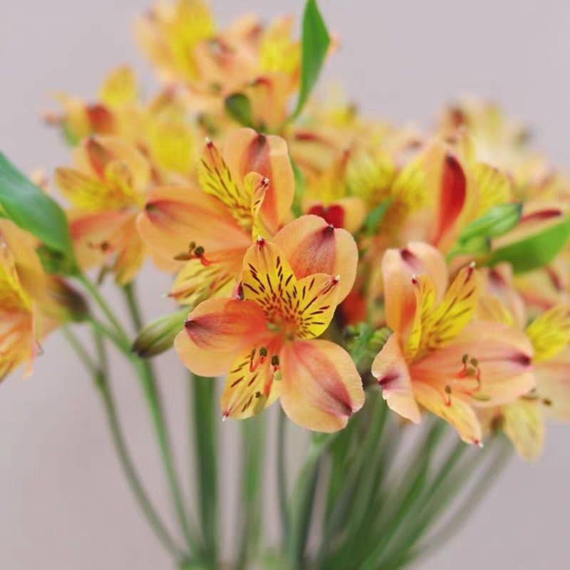 水仙百合六初花 Alstroemeria 鲜切花1扎颜色随机发货