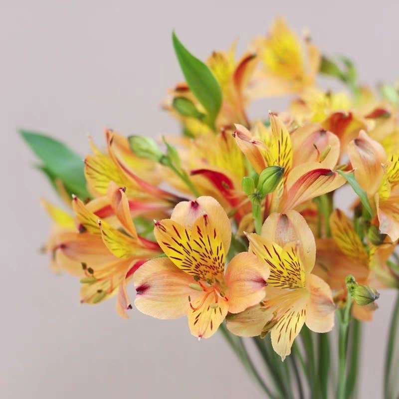 水仙百合六初花 Alstroemeria 鲜切花1扎颜色随机发货