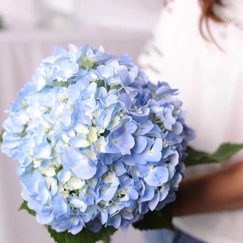 蓝色绣球花鲜切花1枝家庭生活插