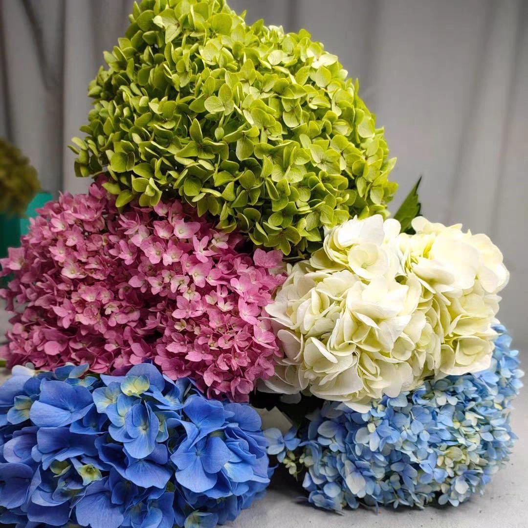 随机色绣球花每一种颜色都是惊喜