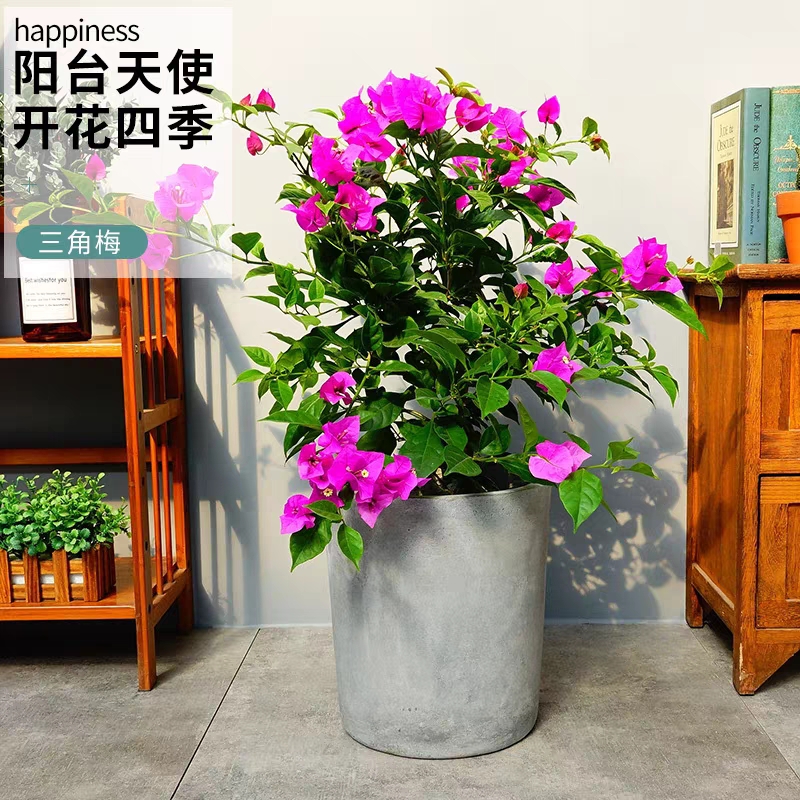 三角梅带花盆栽安阳台花卉好看紫